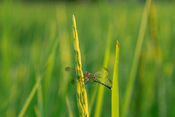 Macro shot a dragonfly at rice seeds in ear of paddy in beautiful golden sunrise on the farm