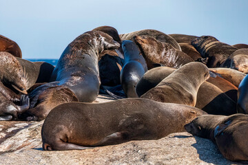 Cape fur seals resting on an island in the Indian Ocean.