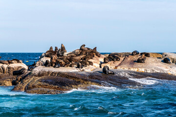 Cape fur seals resting on an island in the Indian Ocean.