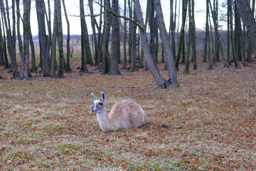 A lama with a black muzzle and brown fur looks into the camera. Concept: zoo, keeping llamas on a...
