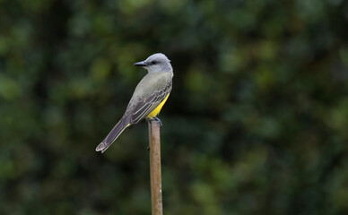 Tropical Kingbird (Tyrannus melancholicus) perched on an iron bar at a gerden