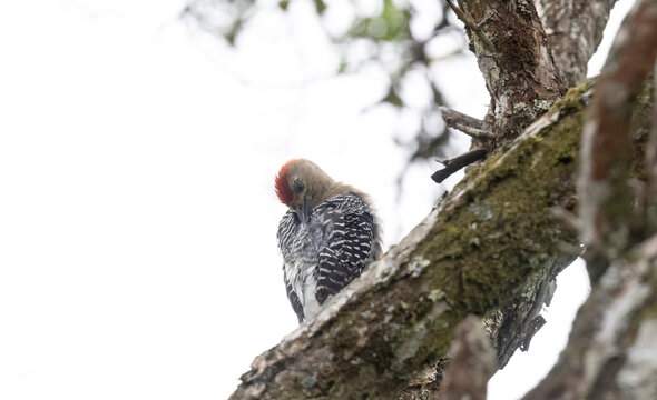 Red-crowned Woodpecker (Melanerpes rubricapillus) on a Macano tree branch