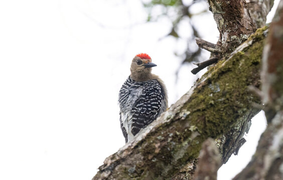 Red-crowned Woodpecker (Melanerpes rubricapillus) on a Macano tree branch
