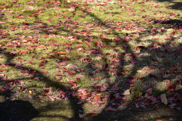 秋の訪れ　芝生に広がる落ち葉