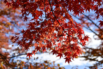 秋の訪れ　色づいた紅葉の葉っぱ