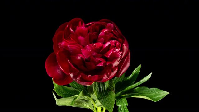 Red Peony Open Flower in Time Lapse on a Black Background. Vedding Concept
