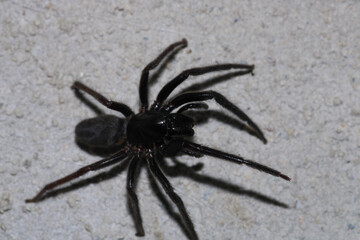 segestriidae black spider macro photo