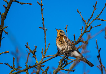 bird on a branch