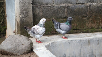 two pigeon is watching around, with fat body, red leg