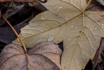 Autumn leaves with dew drops, close-up