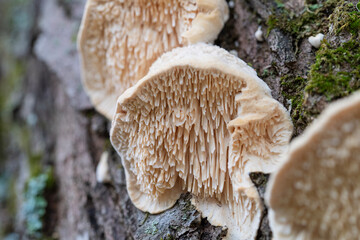 Closeup of Northern tooth fungus mushroom on an ash tree