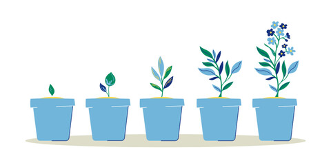 Pots as stages of growing of flower vector illustrations set. Collection of cartoon drawings with process of growth of blue plant on white background. Growth, cultivation, nature, development concept