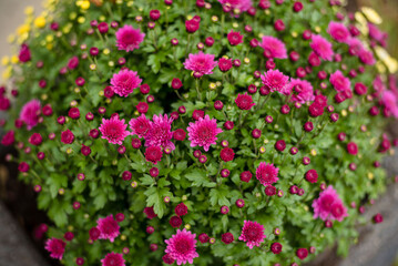 Pink chrysanthemum in a stone pot in the yard, close-up