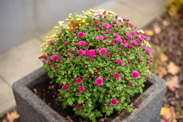 Pink chrysanthemum in a stone pot in the yard, close-up