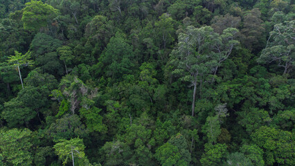 Fototapeta na wymiar Aerial photo of tropical forest in Aceh Province, Indonesia. 