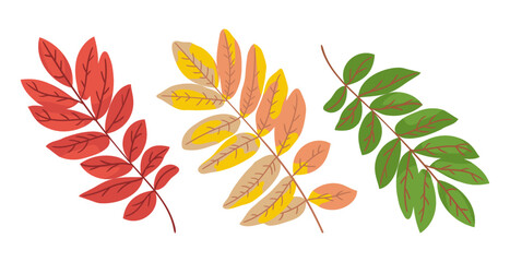 Rowan leaves changing color vector illustrations set. Collection of cartoon drawings of green, orange and red leaves of tree isolated on white background. Nature, autumn concept