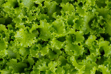 Green salad in garden for background. lettuce - obrazy, fototapety, plakaty