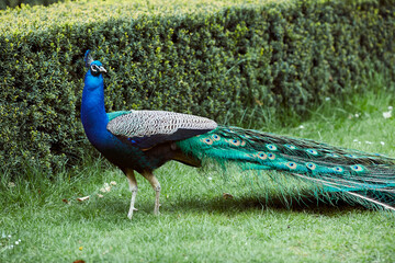 Peacock with blue neck and green tail on green tarva against green bush background