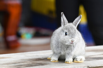 Obraz premium Baby rabbit on the table.