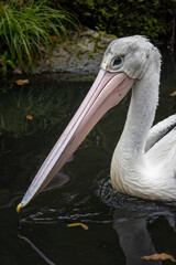 Pelican floating on the surface of the lake.