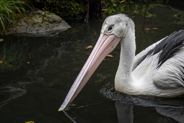 Pelican floating on the surface of the lake.
