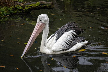 Pelican floating on the surface of the lake.