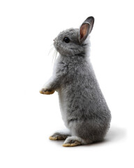 Baby rabbit standing isolated on white background. This has clipping path.