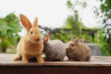 three rabbit on the table
