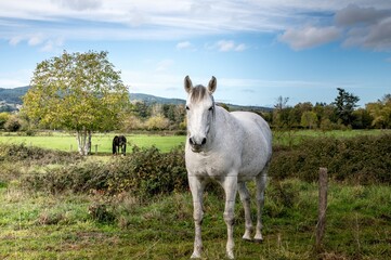 Cheval dans les pâturages de la Côte Roannaise