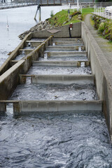 Juneau, Alaska, USA: Salmon fish ladder at the Macaulay Salmon Hatchery in Juneau, Alaska.
