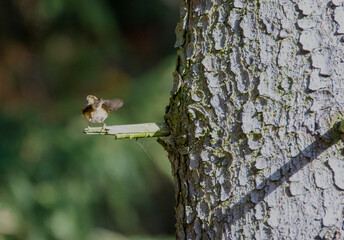 lizard on a tree