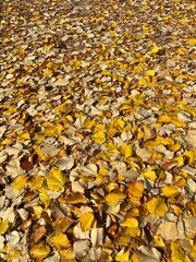 Leaf carpet in autumn