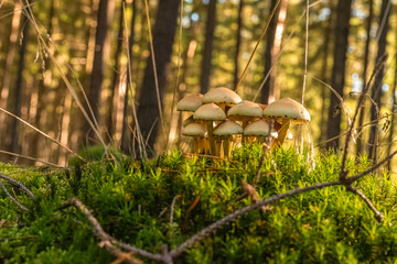 mushrooms in the forest