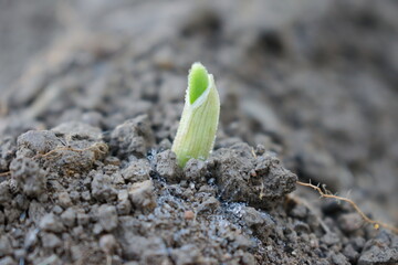Fototapeta premium Garden plant chute growing through dirt and fresh soil to surface collecting morning dew on a farm