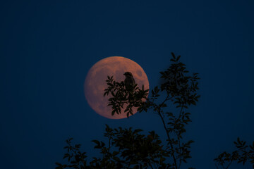 Naklejka premium moon over the forest