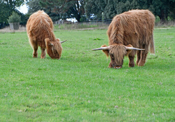 Two shaggy horned Highland bulls grazing. 