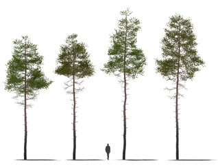 pine tree collection 3 plants high quality cutout trees, for arch viz - obrazy, fototapety, plakaty