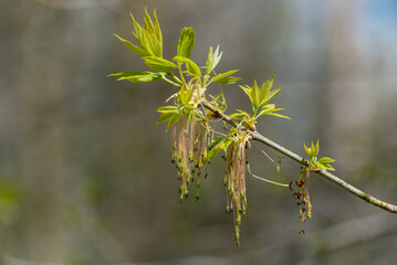 Box Elder Samaras On The Tree In Spring