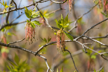 Box Elder Samaras On The Tree In Spring