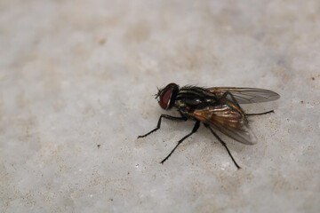 sarcophaga carnaria fly macro photo