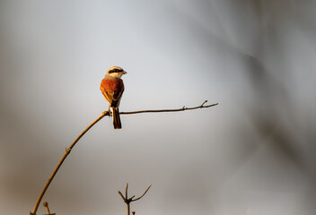 red billed hornbill