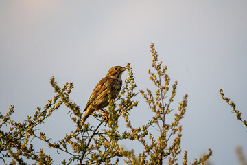 bird on a branch