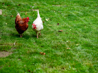 Frei laufende Hühner