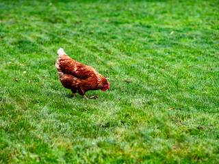 Frei laufende Hühner