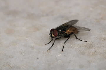 sarcophaga carnaria fly macro photo