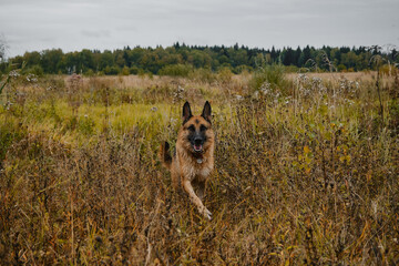 Happy thoroughbred dog on walk without leash, no people. Black and red German Shepherd walks on field in autumn. Dry yellow grass and cloudy weather.