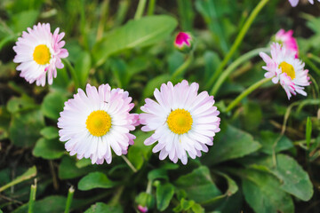 Daisy flower or Bellis perennis, English daisy or Meadow daisy or Lawn daisy on a green grass. © Anna Skliarenko
