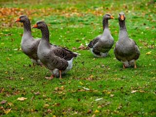 Gänse