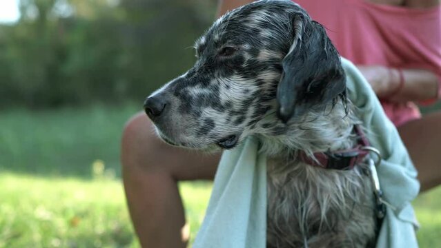 Close up of English Setter being dried by his owner with a towel. Pet care concept.