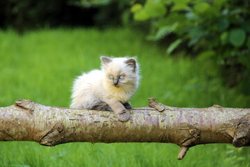 Chat Sacré de Birmanie